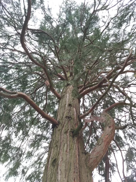 A kerületi fakereső weboldalon az Óbuda fája 2023 jelöltjei is megtalálhatóak