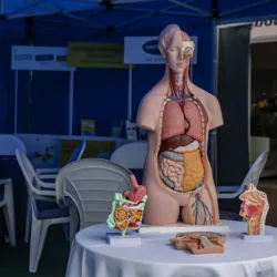 Ingyenes szűrővizsgálatok Békásmegyeren, a Heltai Jenő téren: idén is BENU Családi Életmód Nap